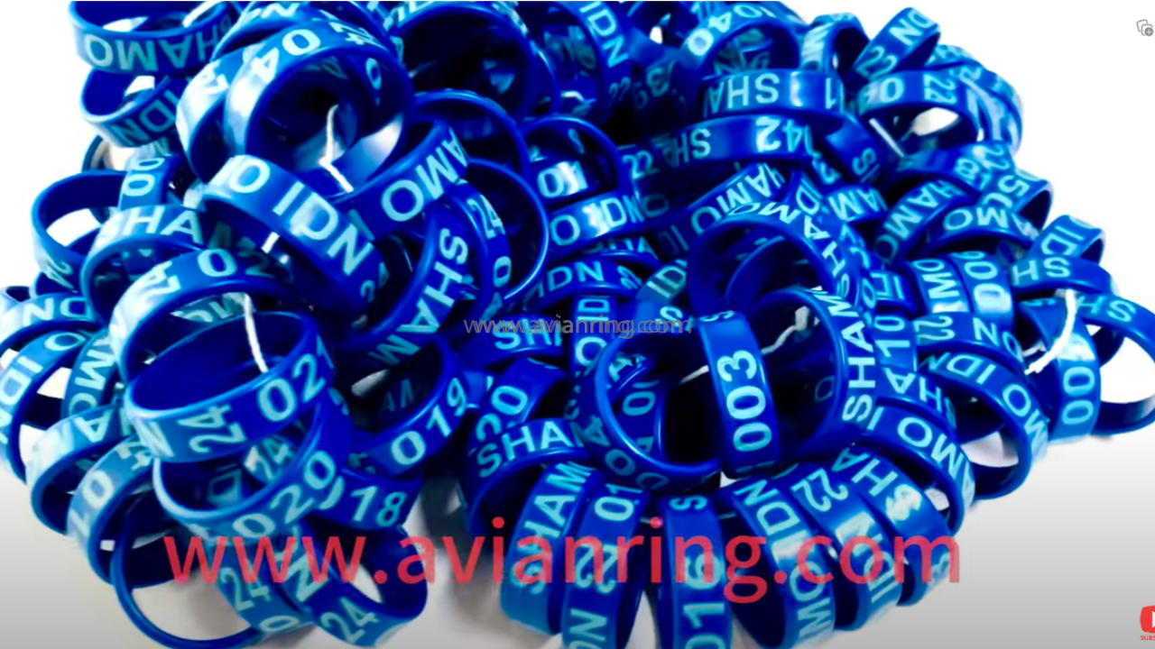 2023-11-5 EE ring show